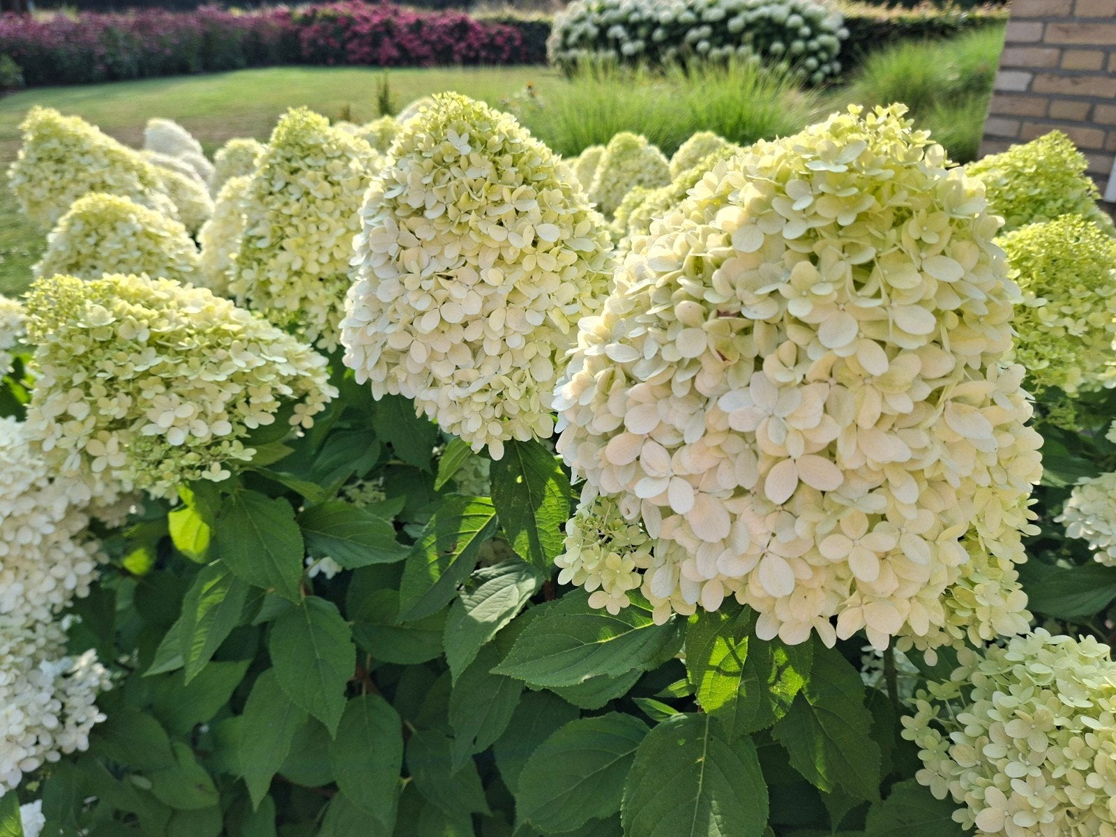 Hydrangea Paniculata limelight. Pluimhortensia, Ophalen, Hortensia, Minder dan 100 cm