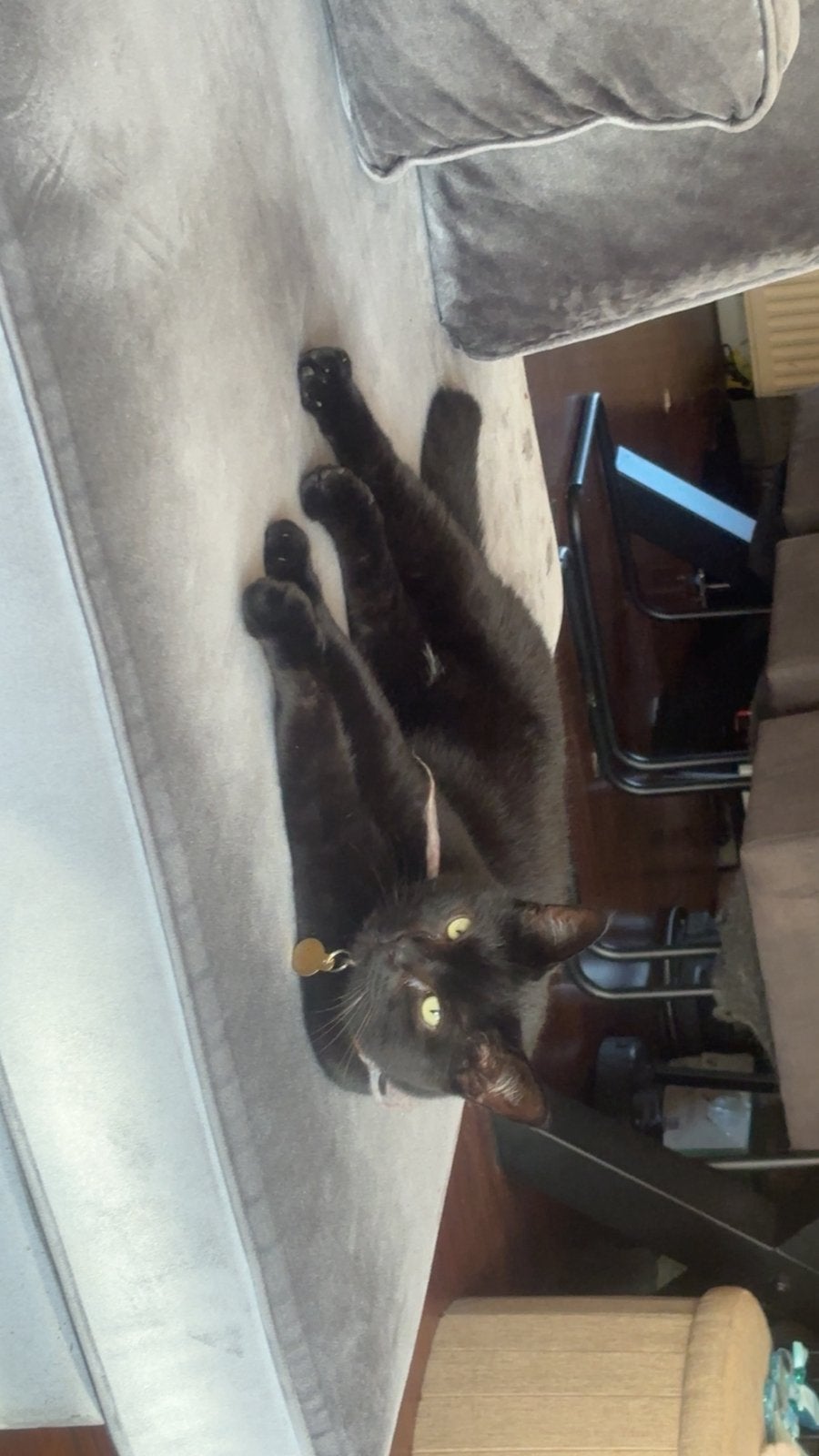Bubbels, zwarte kater., Dieren en Toebehoren, Kater