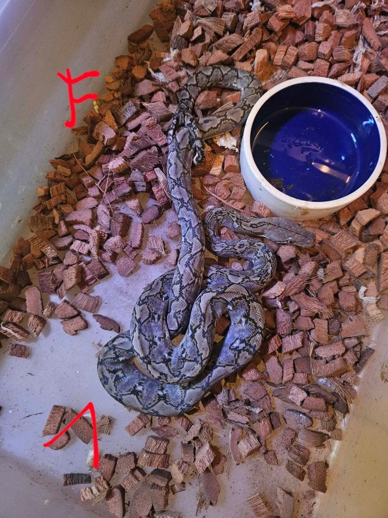POUR  Snakeday  python reticulatus KAROMPA  super nain F1 Reticulated Python photo 3