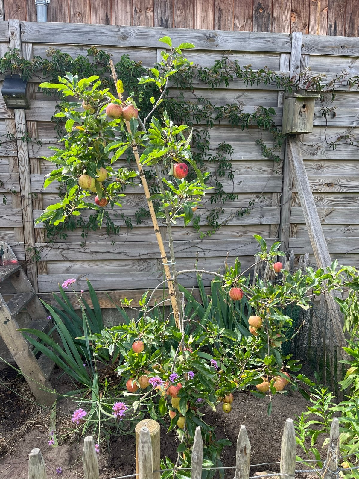 Appelboom met rijpe appels, Overige soorten, 250 tot 400 cm, Zomer, Ophalen