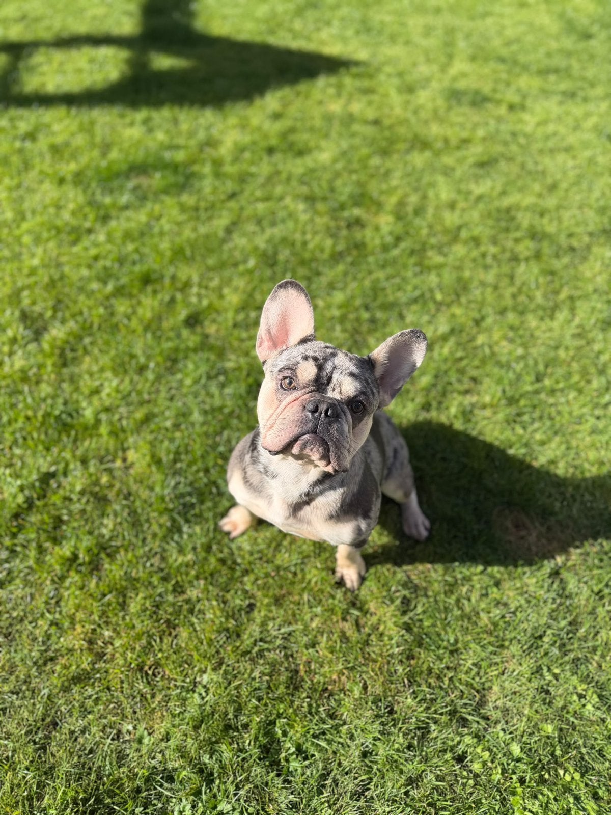 Franse bulldog dekreu, Dieren en Toebehoren, Reu, 1 tot 2 jaar, Eén hond, CDV (hondenziekte)