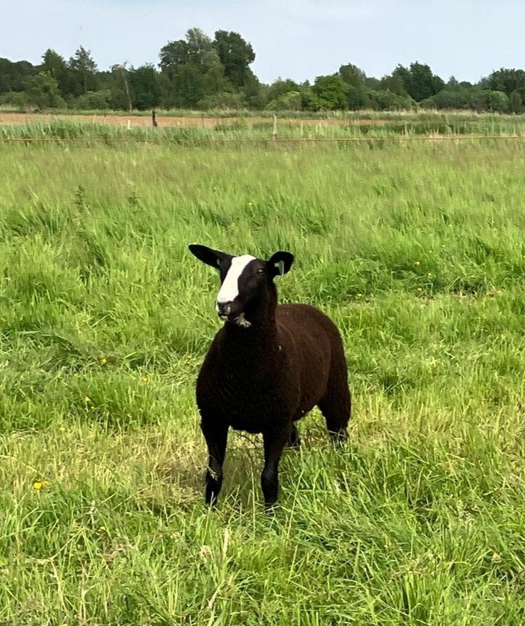 Zwartbles ram en ooilammeren NZS geregistreerd, Mannelijk, Schaap, 0 tot 2 jaar