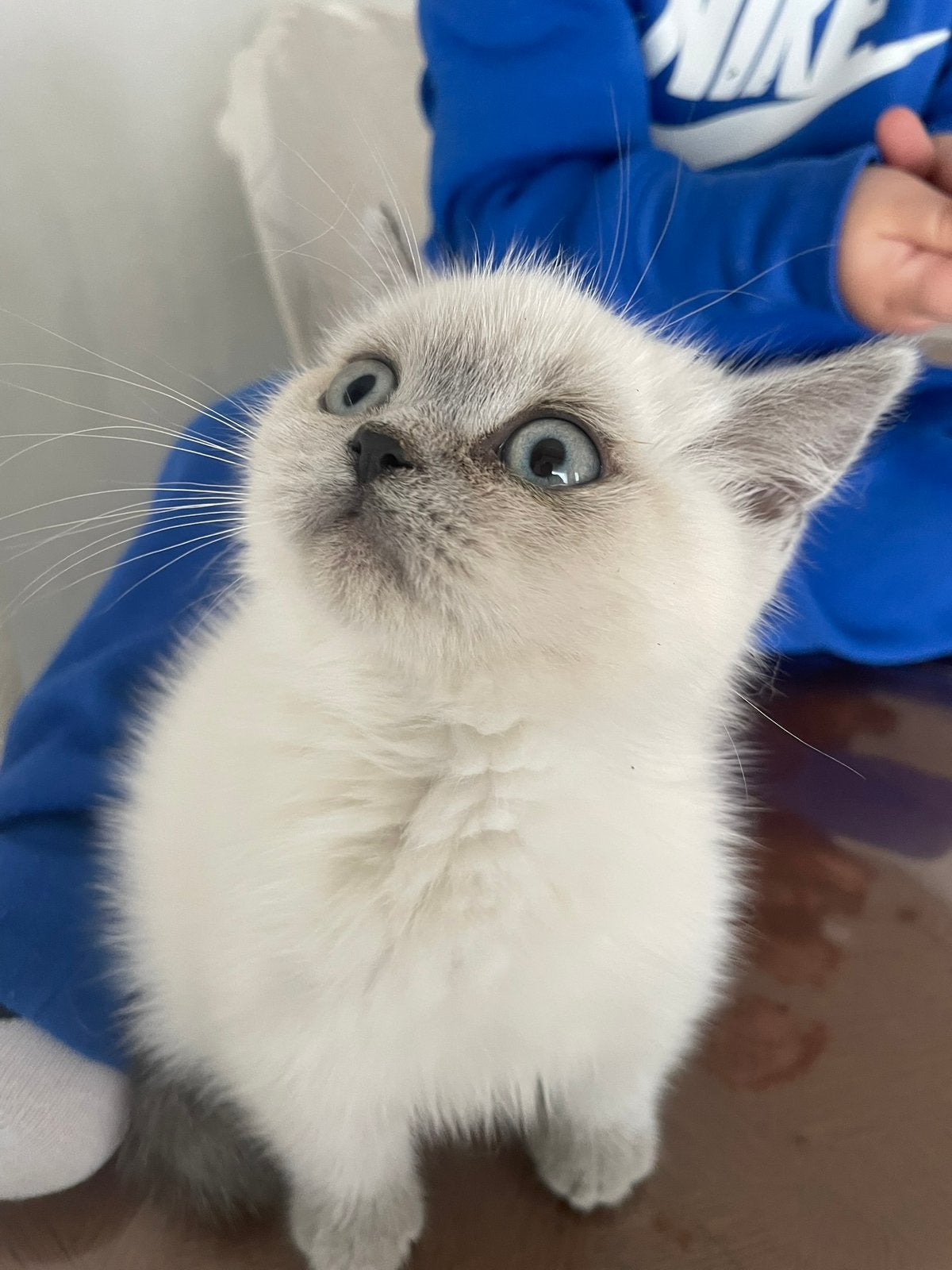 Britse Korthaar kittens, Meerdere dieren, Ontwormd, 0 tot 2 jaar