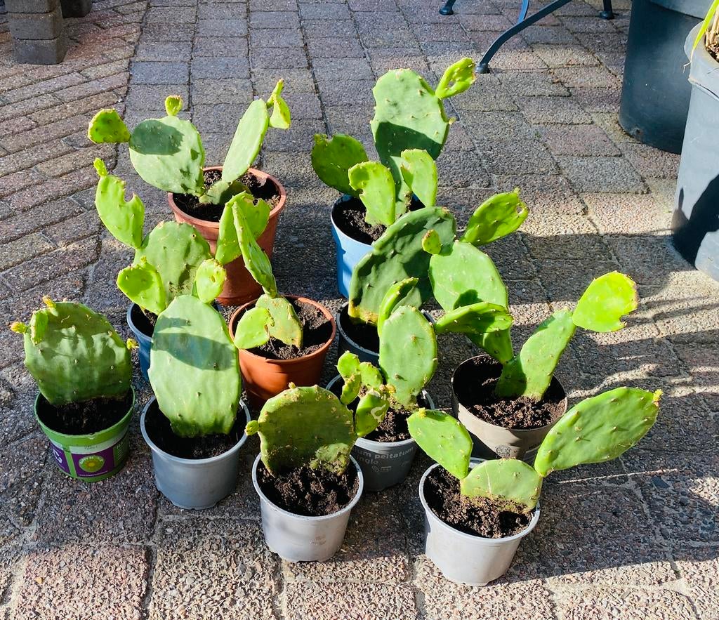 Diverse cactussen (Heerenveen) VANAF €7,50 p/st., Ophalen, Overige soorten, Volle zon