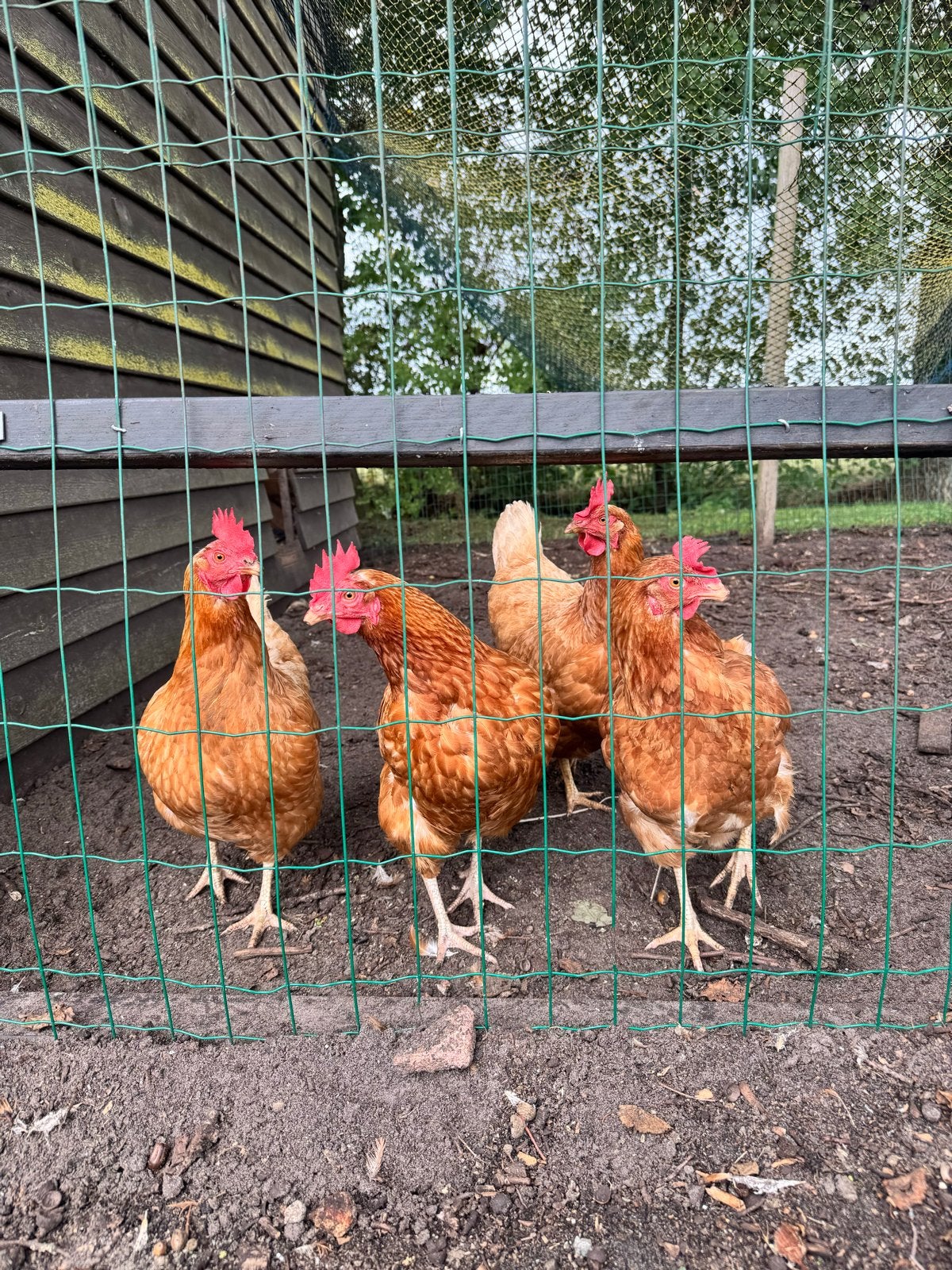 5 Kippen uit Punthorst, Vrouwelijk, Kip