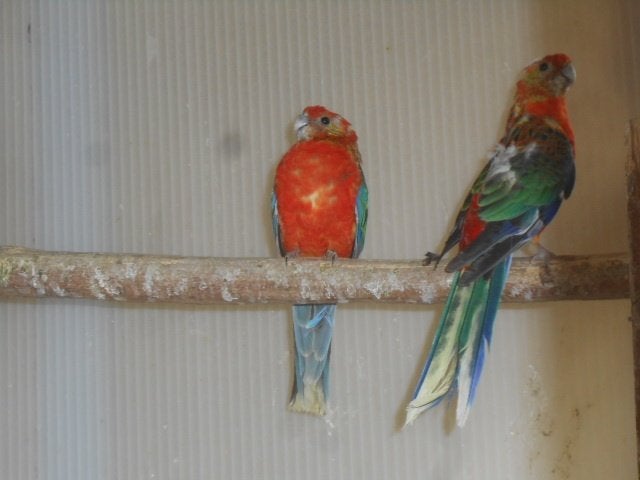 stanley rosella 2026, Dieren en Toebehoren, Meerdere dieren, Parkiet, Geringd