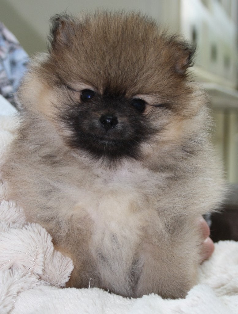 DWERGKEES/POMERIAAN PUPS MET FCI STAMBOOM nog 1 pupje, Dieren en Toebehoren, Keeshond, CDV (hondenziekte), 8 tot 15 weken, Meerdere