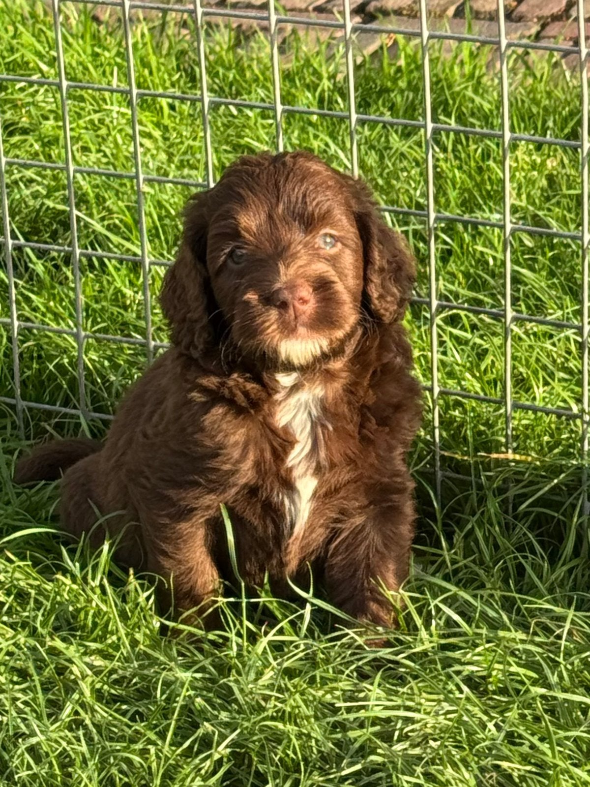 Multigen, medium chocolade bruine labradoodle pups, Parvo, Fokker | Hobbymatig, Overige rassen, 8 tot 15 weken