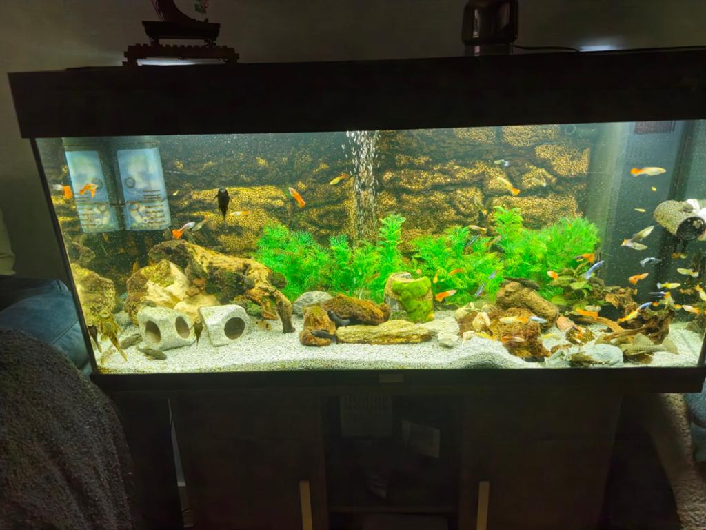 Werkend en actief aquarium, Dieren en Toebehoren, Ophalen, Gebruikt, Gevuld zoetwateraquarium, Inclusief vissen