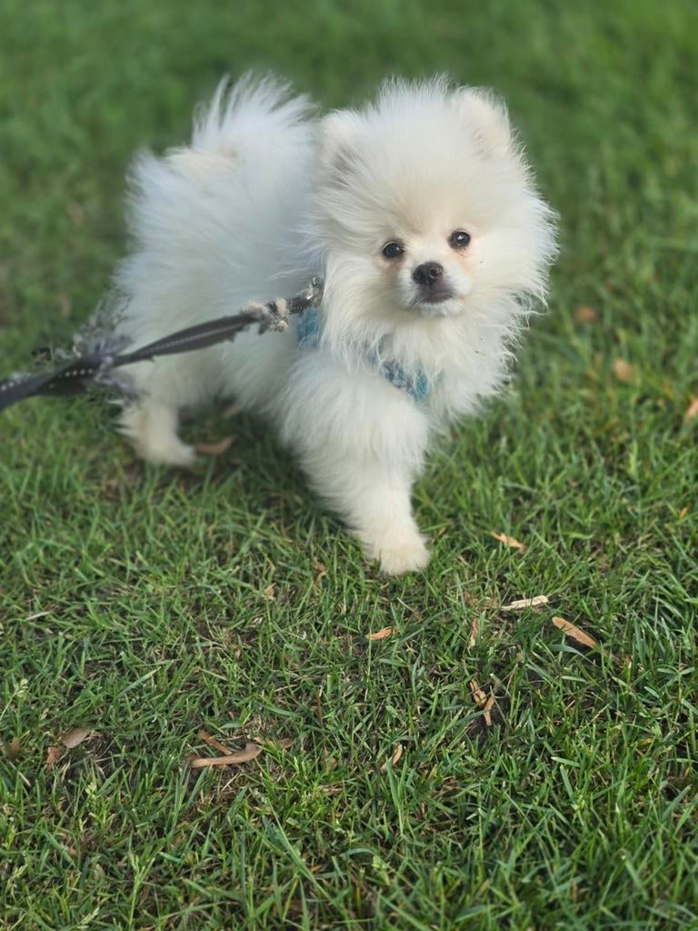 Pomeriaan mini puppy pomeranian bearface😍LAATSTE 2 REUTJE‼️, Particulier, Keeshond, 8 tot 15 weken, Buitenland