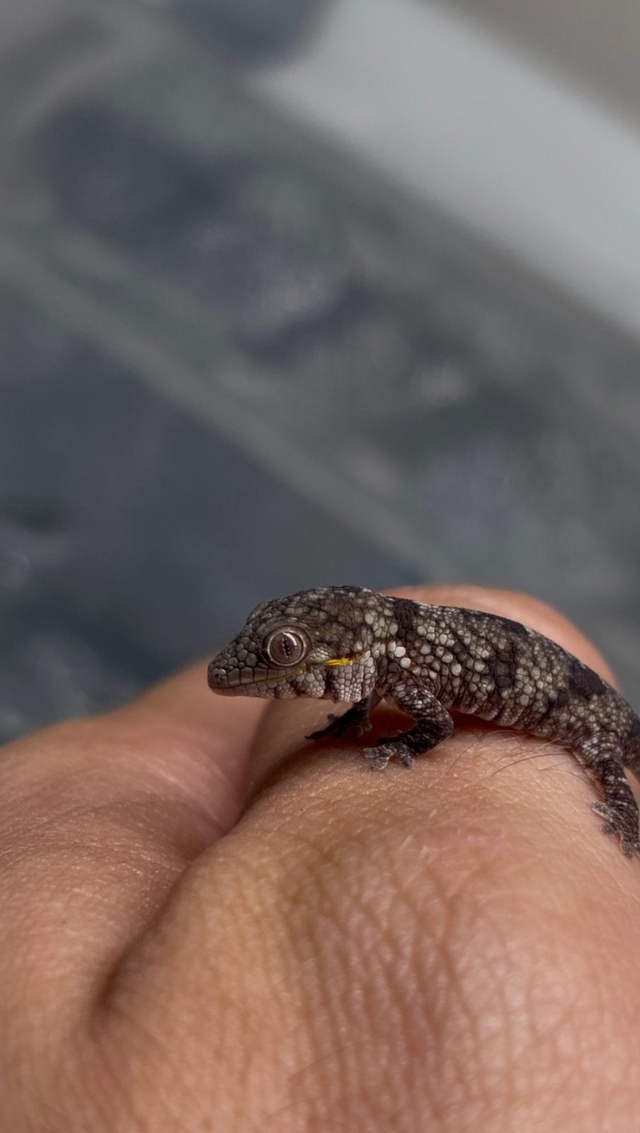 Nakweek eurydactylodes agricolae (kameleon gekko) Chameleon - unknown for sale from Seppe de coster