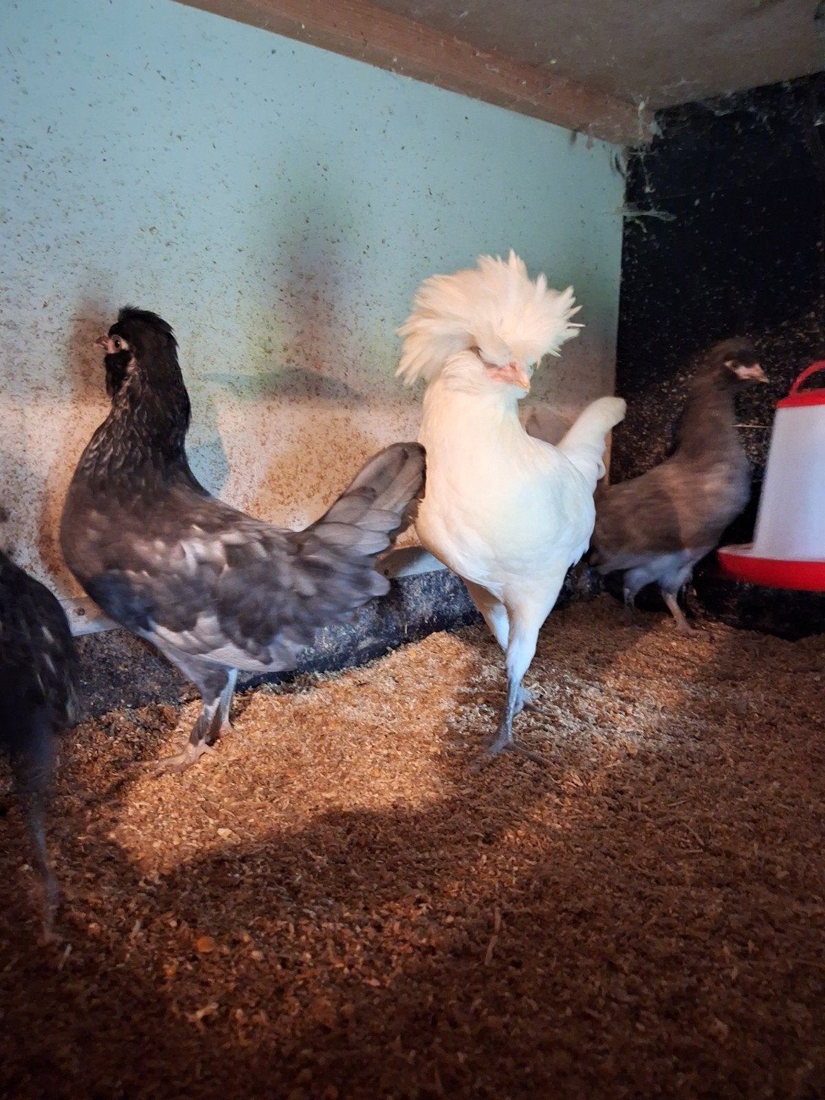 Paudoua kippen, Meerdere dieren, Kip