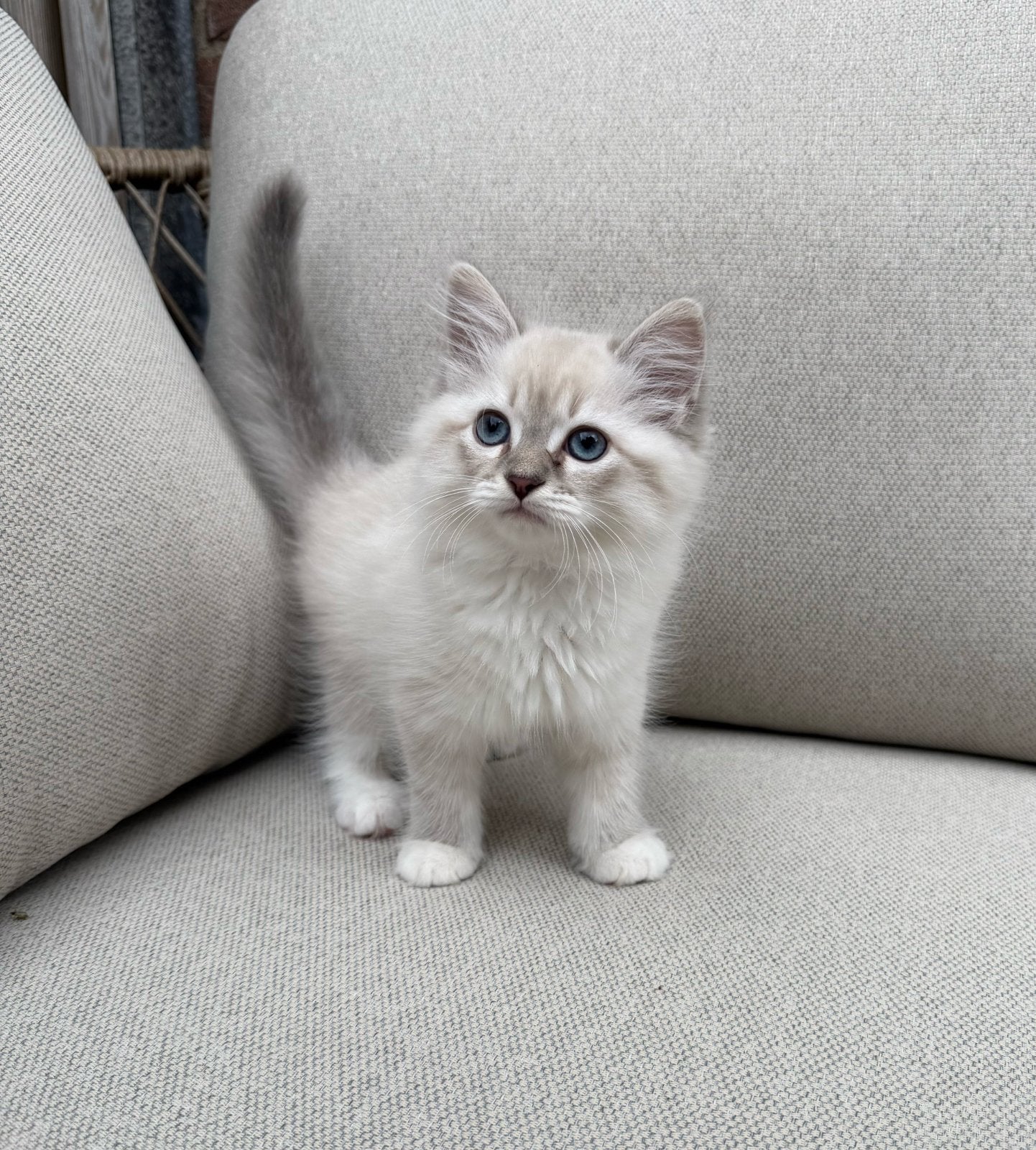 Neva Masquerade X Ragdoll (Kittens met stamboomouders), Meerdere dieren