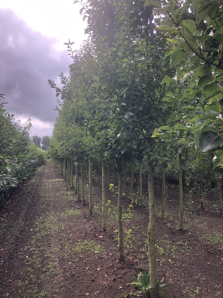 Sierpeer Pyrus calleryana Chanticleer  € 25,- outlet, Bloeit niet, 250 tot 400 cm, Ophalen, Volle zon
