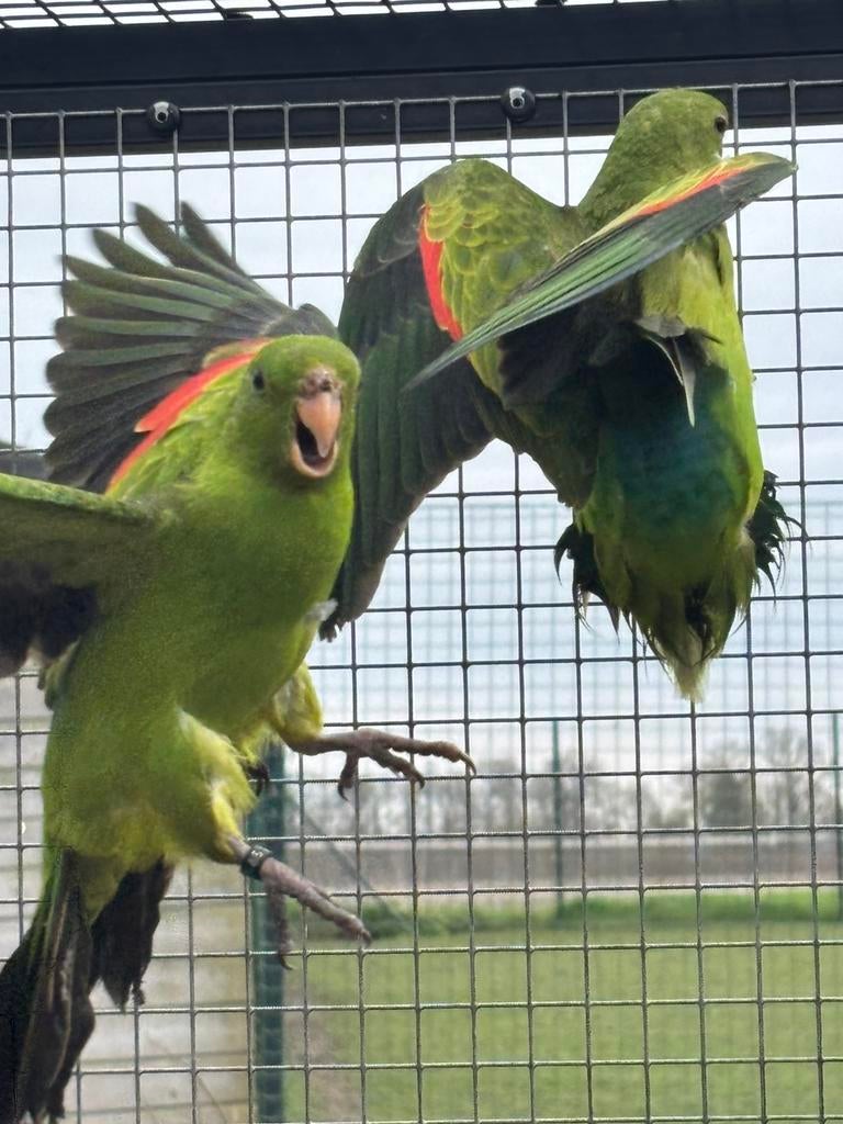 Roodvleugel parkieten te koop, Dieren en Toebehoren, Vrouwelijk, Parkiet