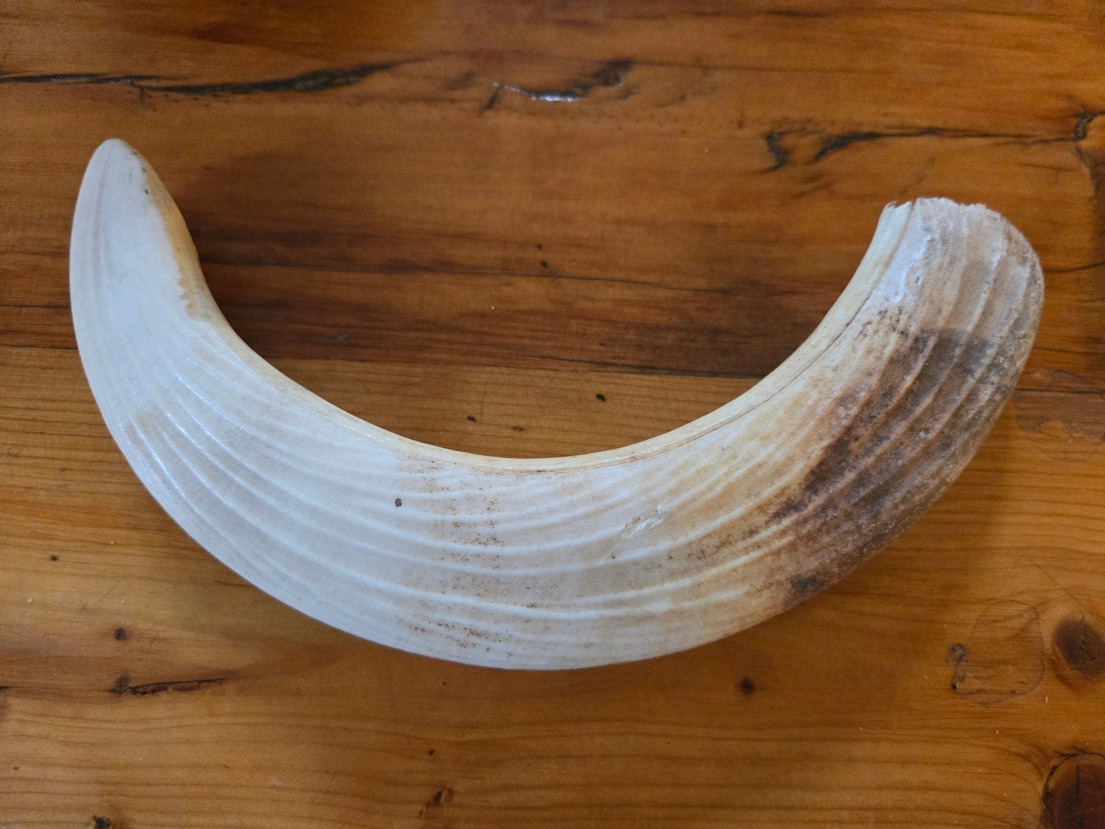 grote tand wild zwijn zeer oud, Ophalen of Verzenden, Gebruikt
