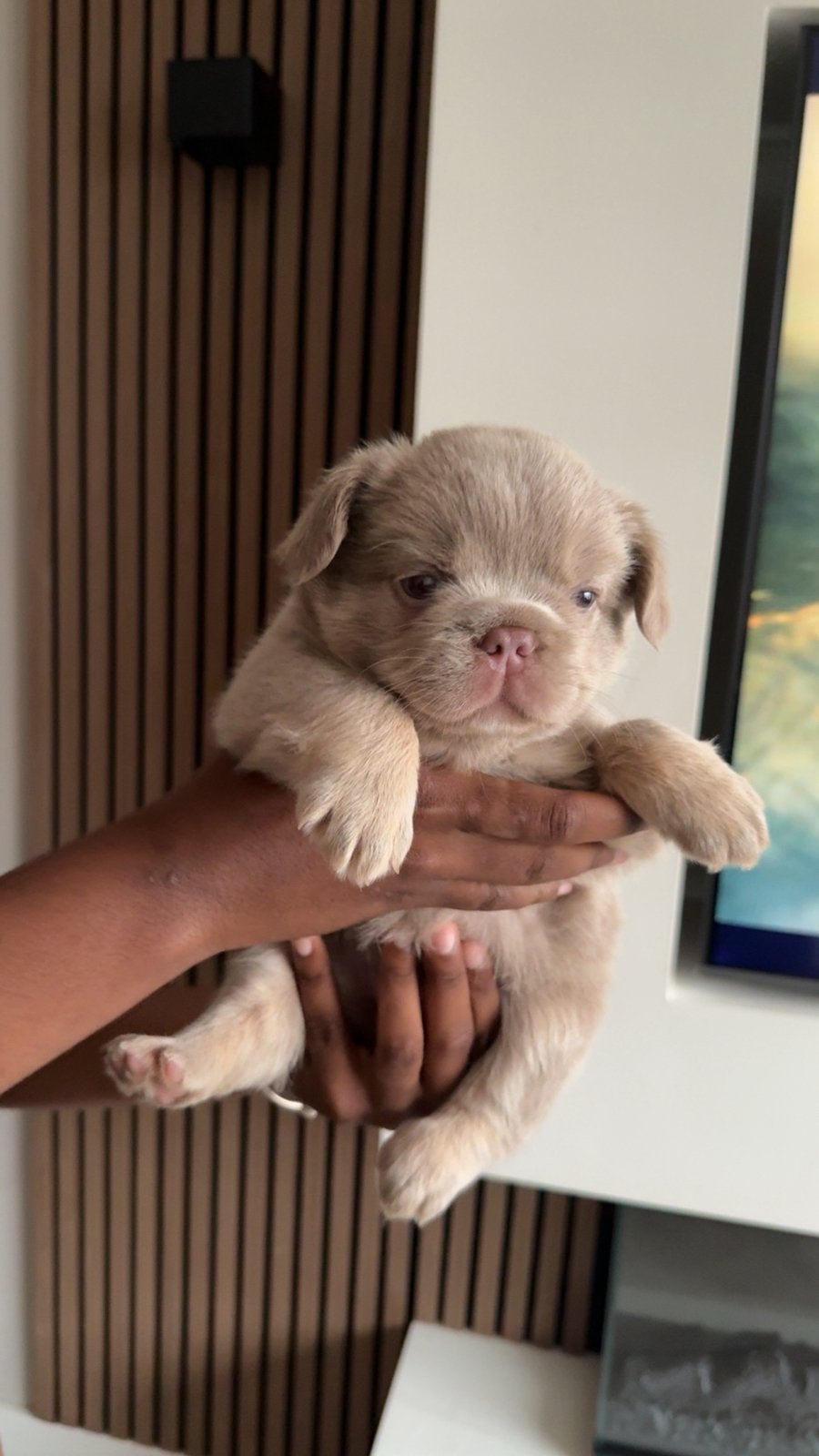 Fluffy Franse Bulldogs! ️, 8 tot 15 weken, Parvo, Bulldog, Meerdere