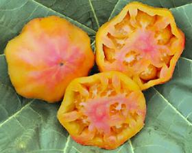 Tomaat Tasmanian Blushing Yellow Organisch, Tuin en Terras, Ophalen of Verzenden, Voorjaar, Volle zon, Zaad