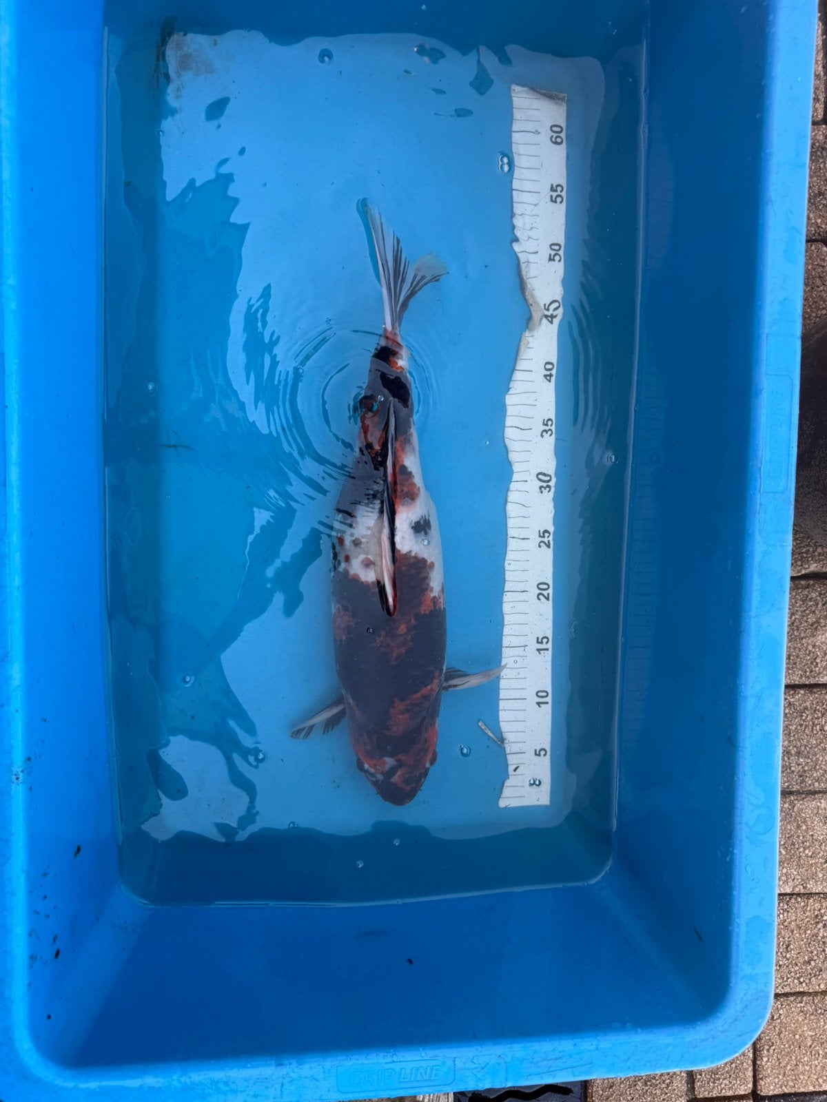 Japanse koi showa Yonsai 50 cm, Karper of Koi