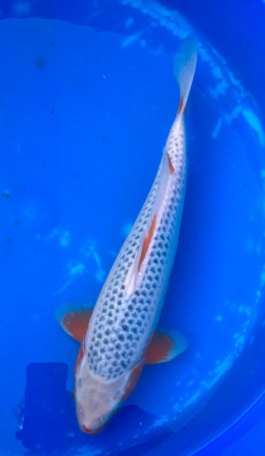VHQ Asagi 40cm, Karper of Koi
