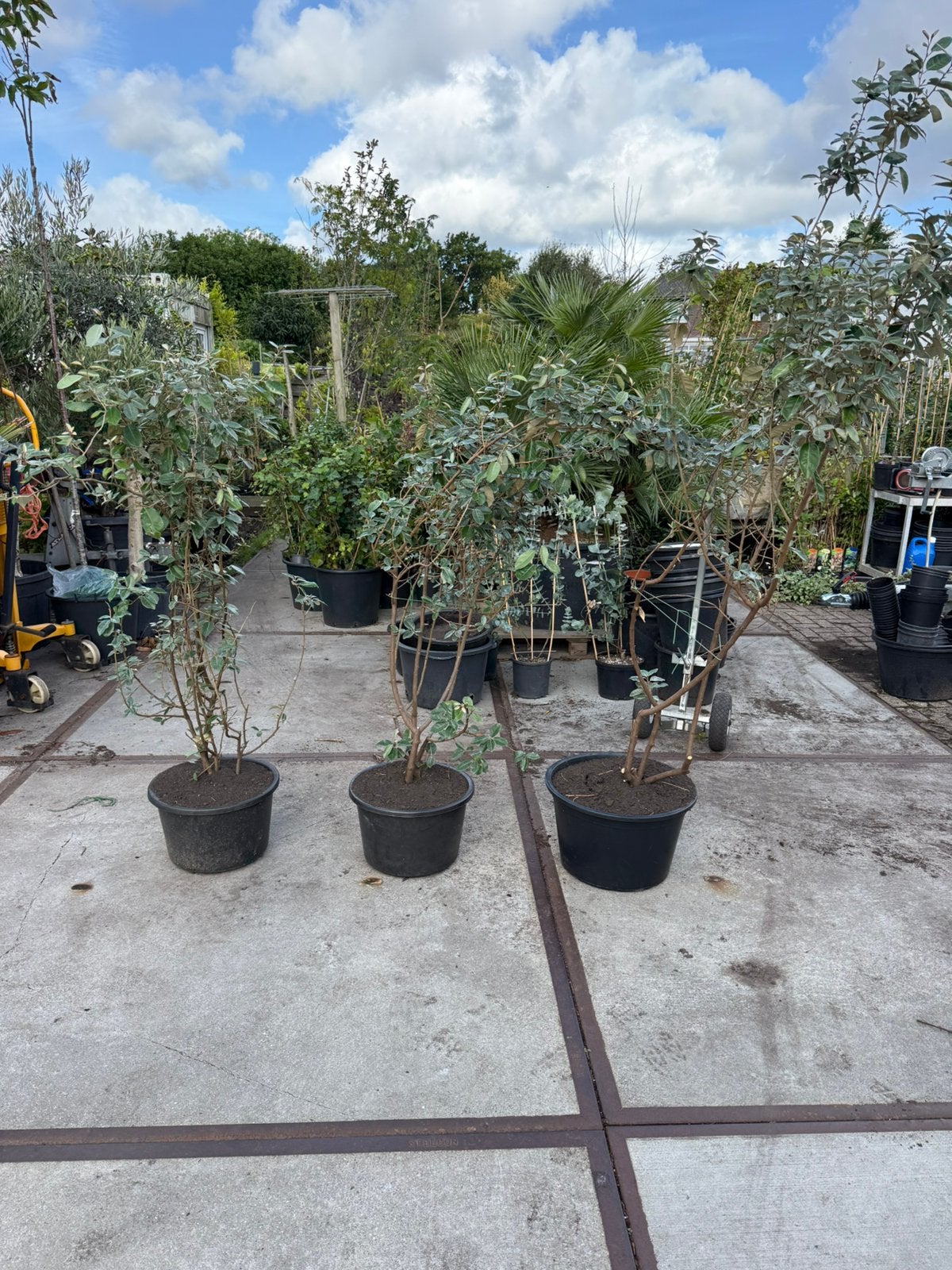 Eleagnus of olijfwilg struiken op ruiming 19,50 pst grotepot, Vaste plant, Bloeit niet, Halfschaduw, Ophalen
