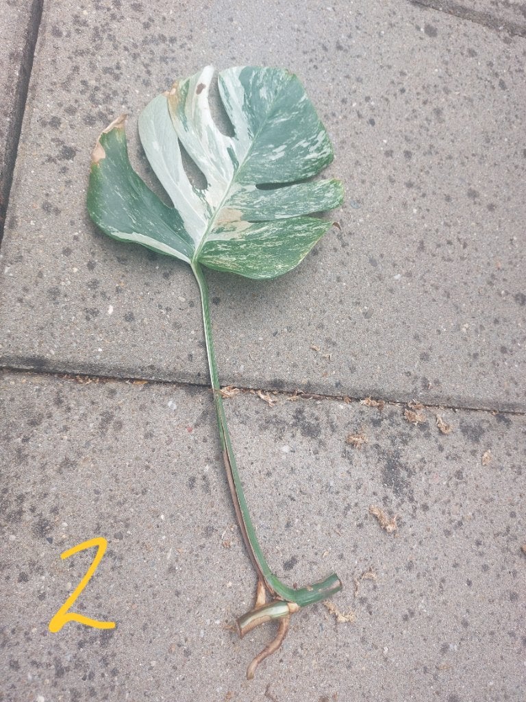 Monstera variegata stek nr2, Huis en Inrichting, Kamerplanten, Verzenden, Overige soorten, Halfschaduw, Minder dan 100 cm