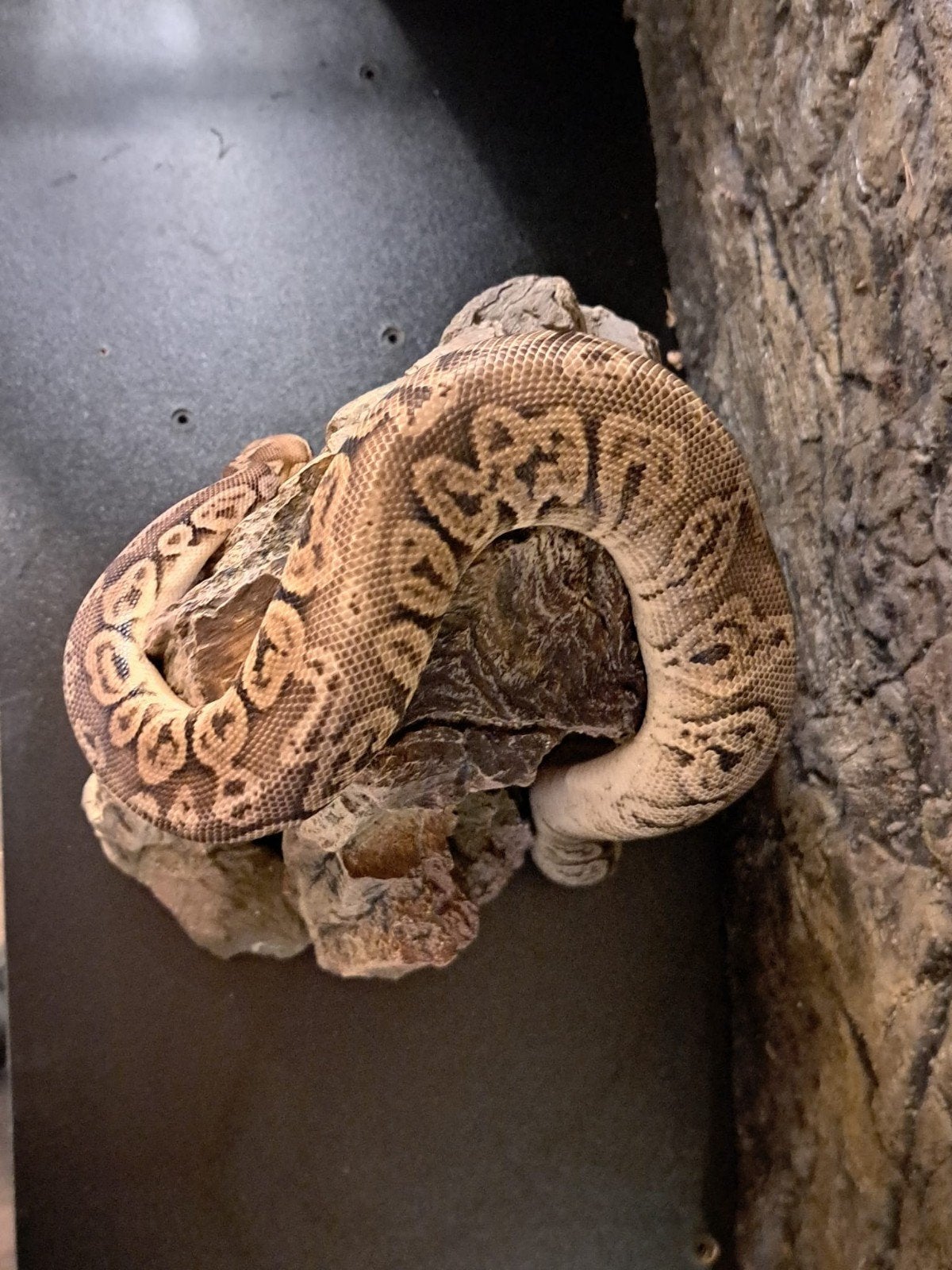 koningspython (regius) pewter yellow belly vrouw Ball Python photo 6