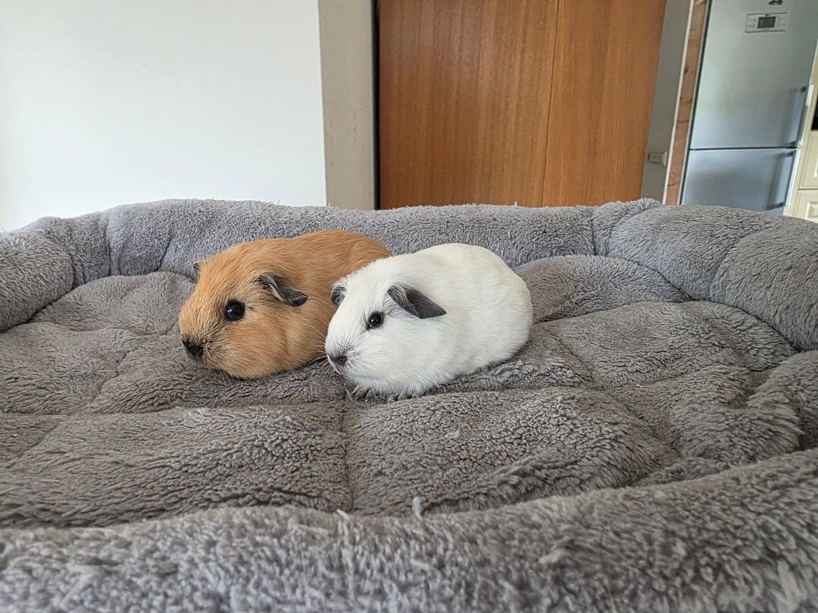 lieve jonge (california) cavia's: zeugjes en beertjes, Cavia, Juni, Meerdere dieren, Tam