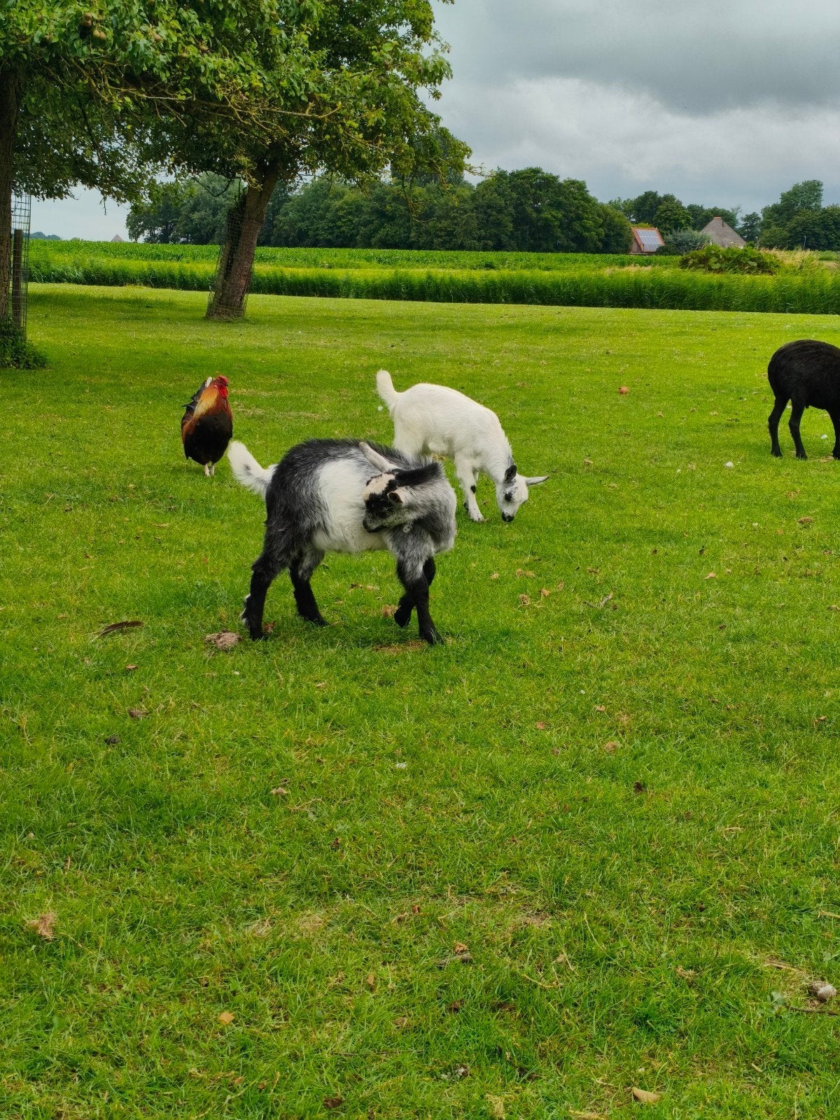 Super mooi bokje, Dieren en Toebehoren, Schapen, Geiten en Varkens, Mannelijk, Geit