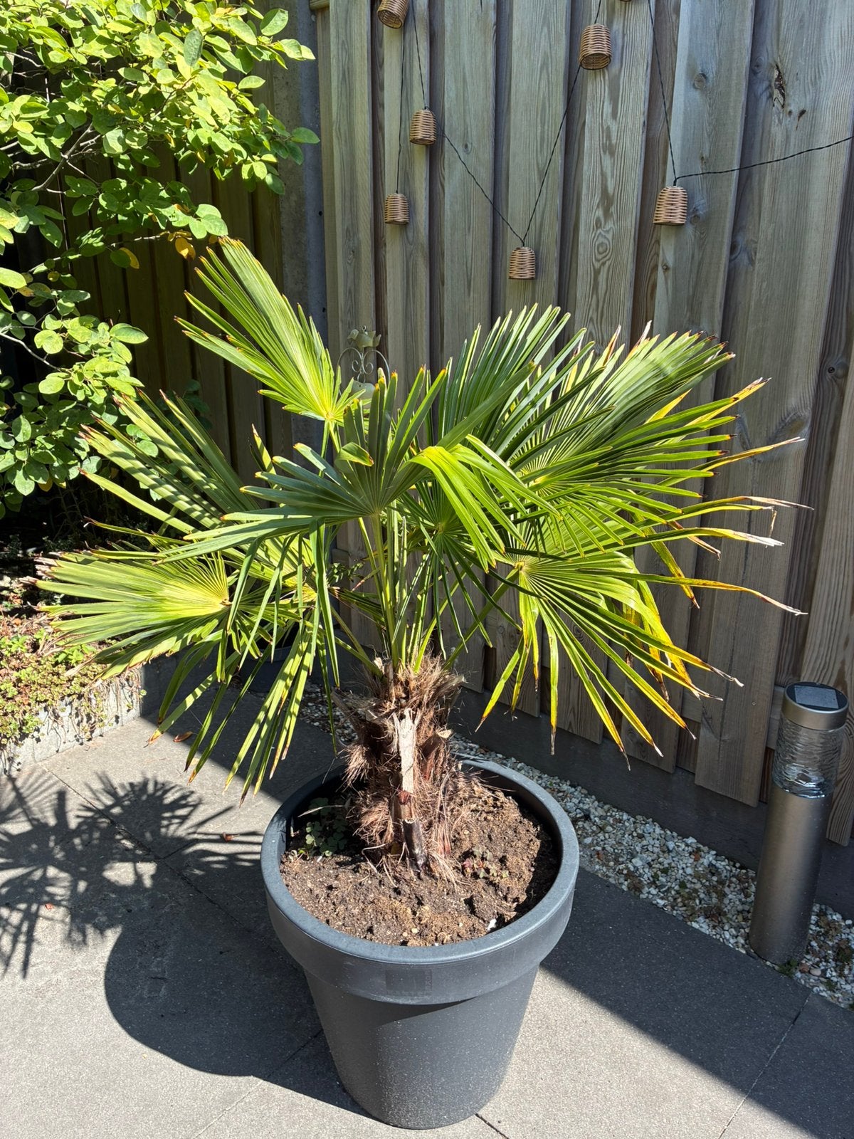 Palm te koop, Bloeit niet, 100 tot 250 cm, Palmboom, Ophalen