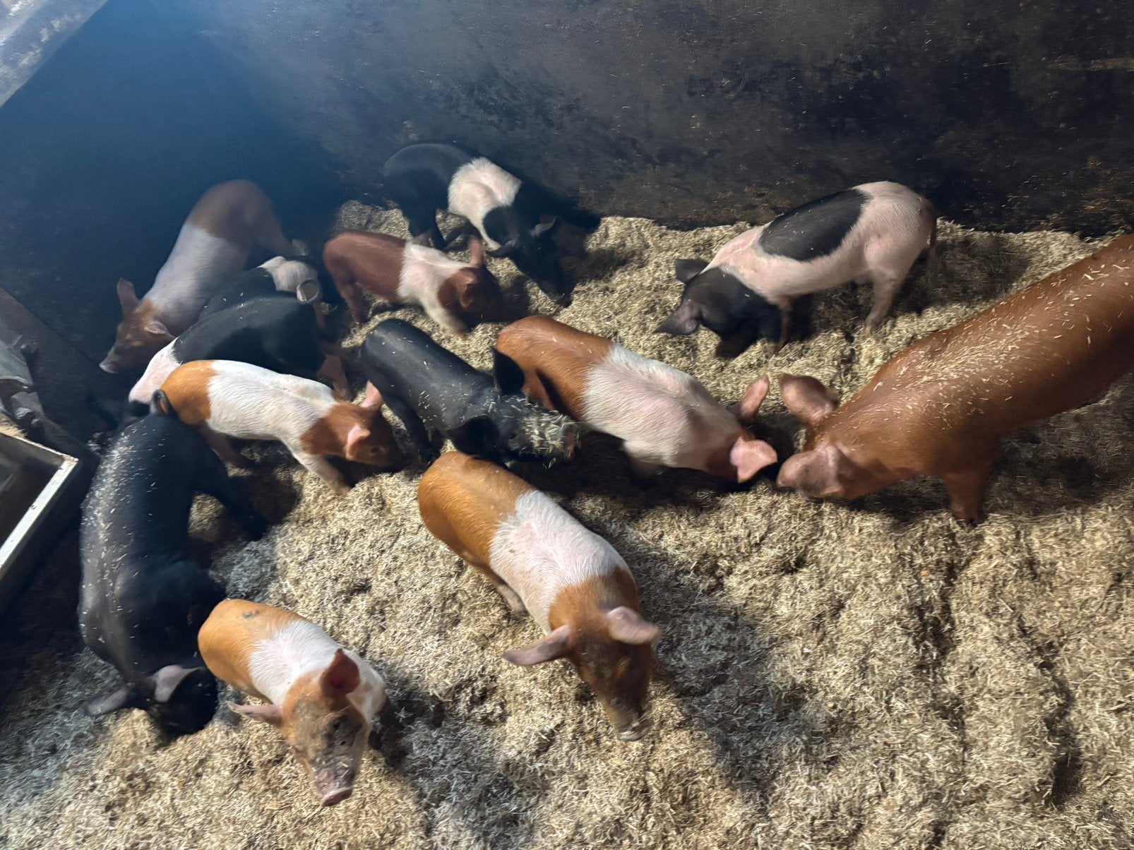 Nog 3 Husumer borgjes en 2 zeugjes- mogen het nest verlaten, Mannelijk, Varken, 0 tot 2 jaar