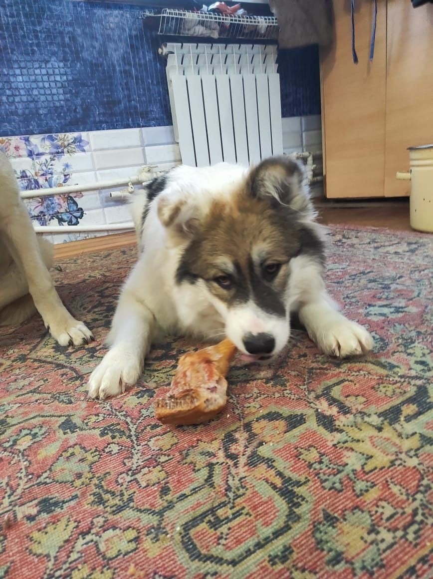 adoptiehond Alma teef Laika-Mix, Particulier, 1 tot 2 jaar, Buitenland, Teef