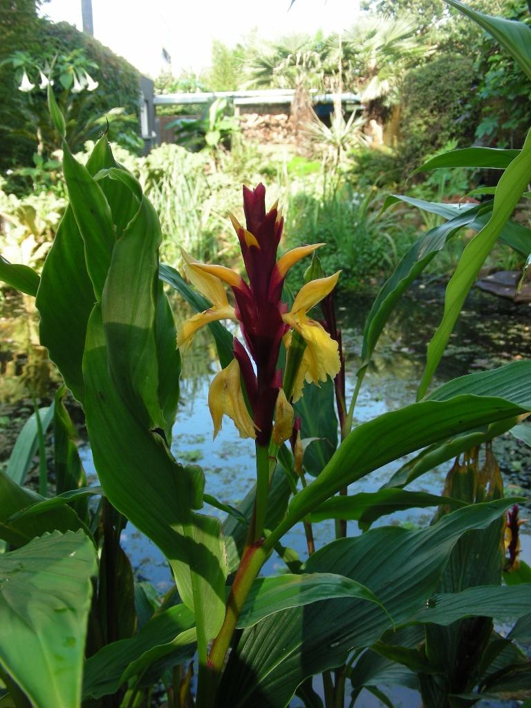 cautleya robusta sier gembers winterhard plant gele bloemen, Tuin en Terras, Ophalen of Verzenden, Overige soorten, Halfschaduw