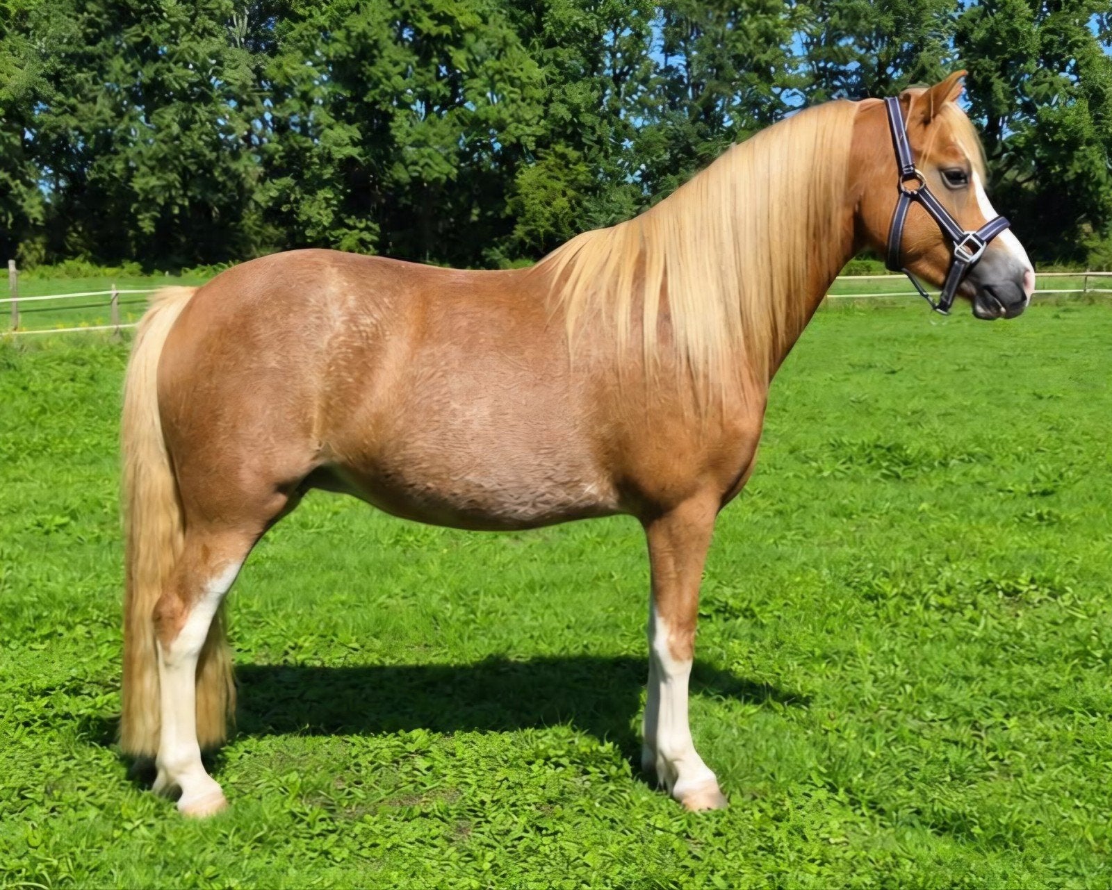 super mooie en lieve 7 jarige Sectie A Welsh Merrie, Merrie, B pony (1.17m tot 1.27m), 7 tot 10 jaar