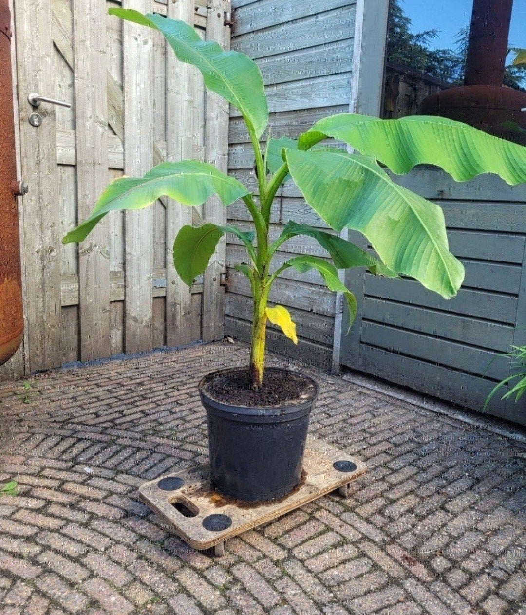 Musa Basjoo Bananenplant - Winterharde Tuinplant, Tuin en Terras, Volle zon, Vaste plant, Bloeit niet, Ophalen