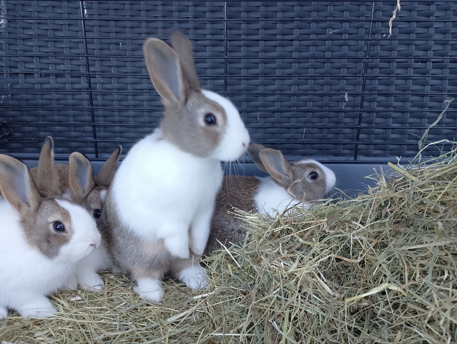 Jonge raszuivere Hollander konijntjes., Dieren en Toebehoren, Konijnen, Mannelijk, Middelgroot, 0 tot 2 jaar