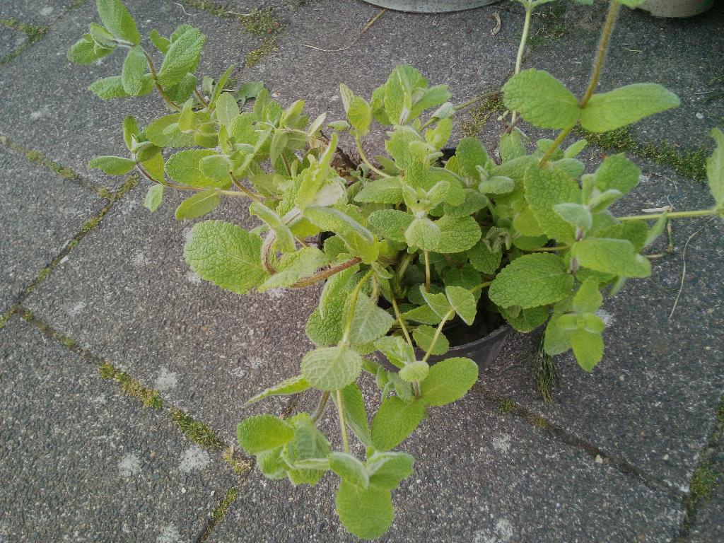 Wollige munt/appelmunt (Mentha rotundifolia)  bio gekweekt, Volle zon, Vaste plant, Ophalen of Verzenden, Kruiden
