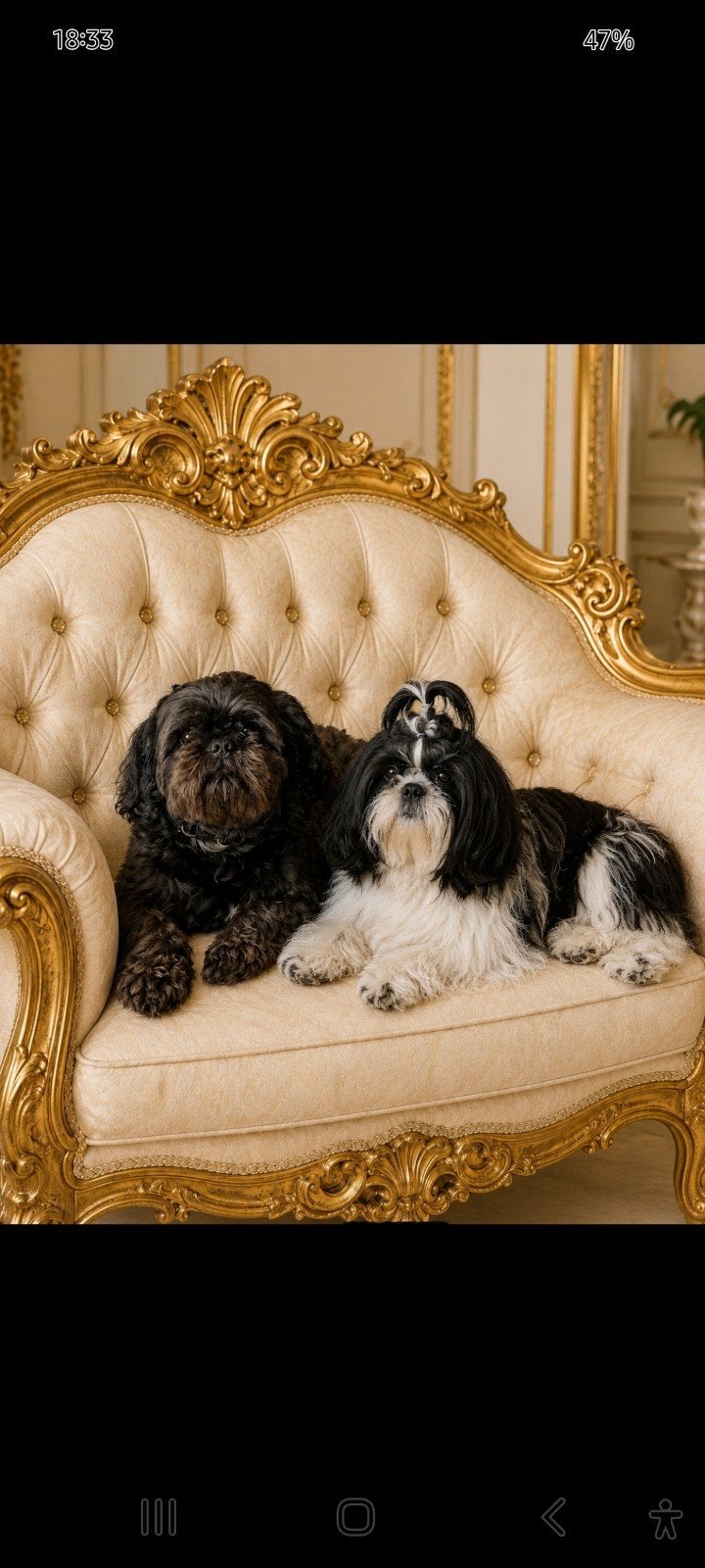 Uit een prachtige combinatie geboren 5 shih tzu pups ., Parvo, Overige rassen, 8 tot 15 weken, Meerdere