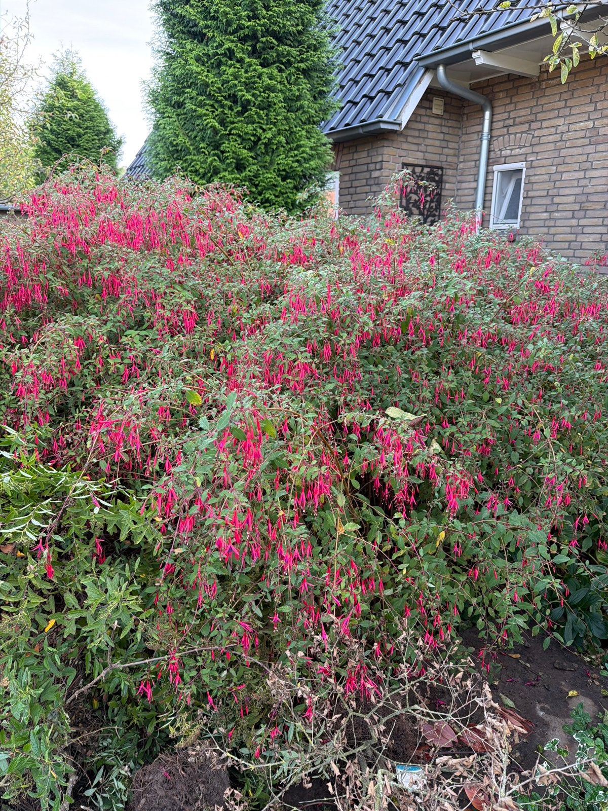 8 Grote Fuchsia's - Nu goed te verpoten!, Vaste plant, Halfschaduw, Zomer, Ophalen