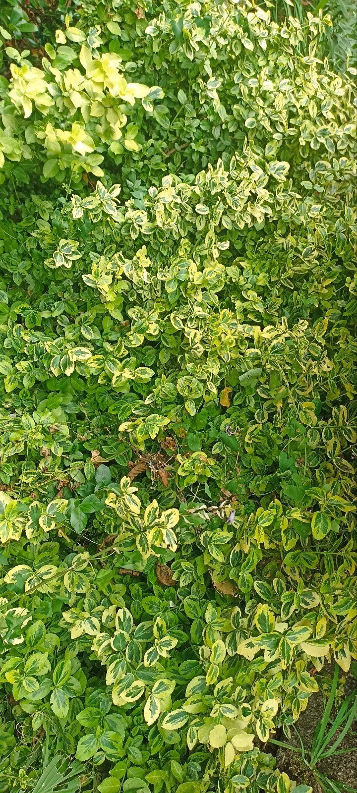 Tuinplanten gratis ophalen, Tuin en Terras, Ophalen, Bodembedekkers, Halfschaduw