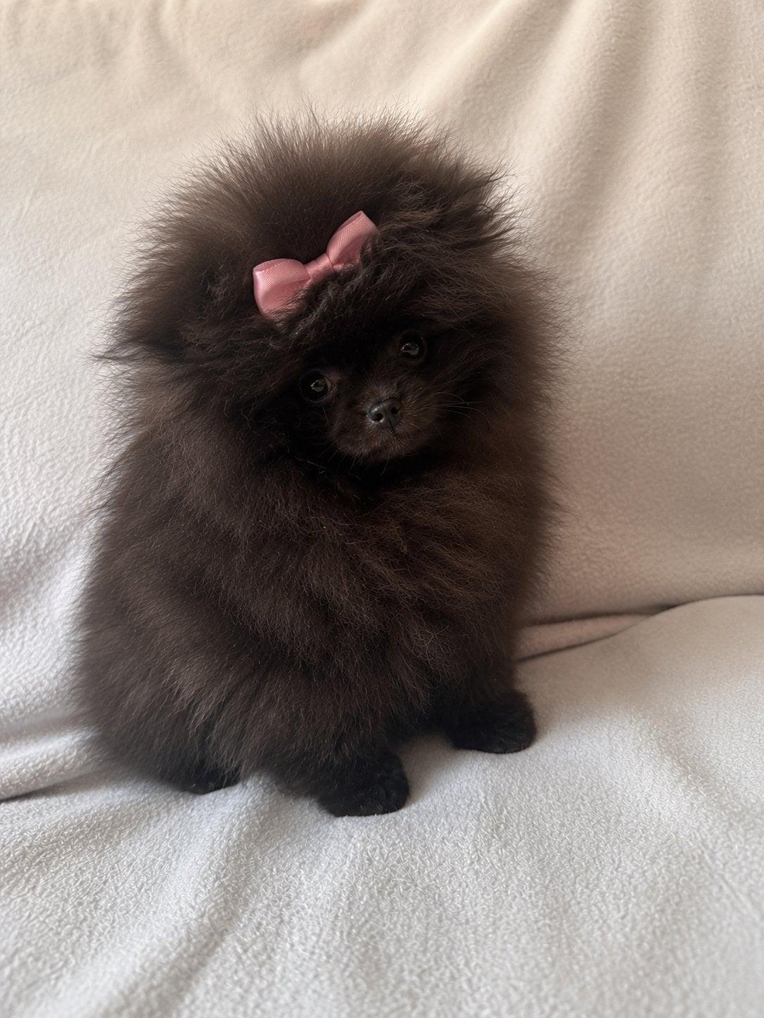 Pomeriaan,stamboom, Fokker | Hobbymatig, Keeshond, 8 tot 15 weken, Buitenland