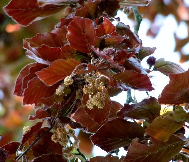 Fagus sylvatica Atropurpurea Stamboom Rode Beuk, Tuin en Terras, Planten | Bomen, In pot, Bloeit niet, Halfschaduw, 250 tot 400 cm