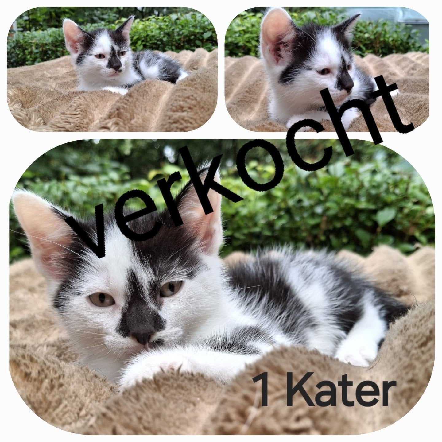 Kittens, Dieren en Toebehoren, 0 tot 2 jaar