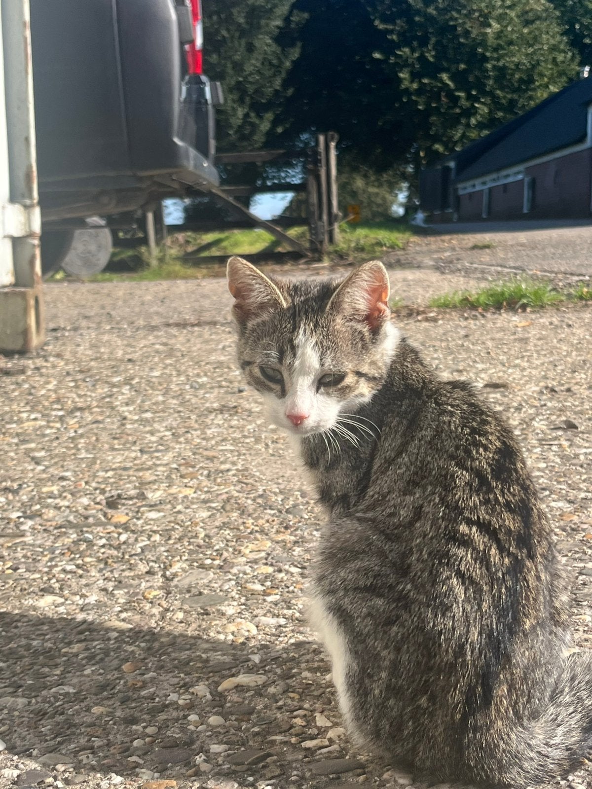 Boerderij kittens, Dieren en Toebehoren