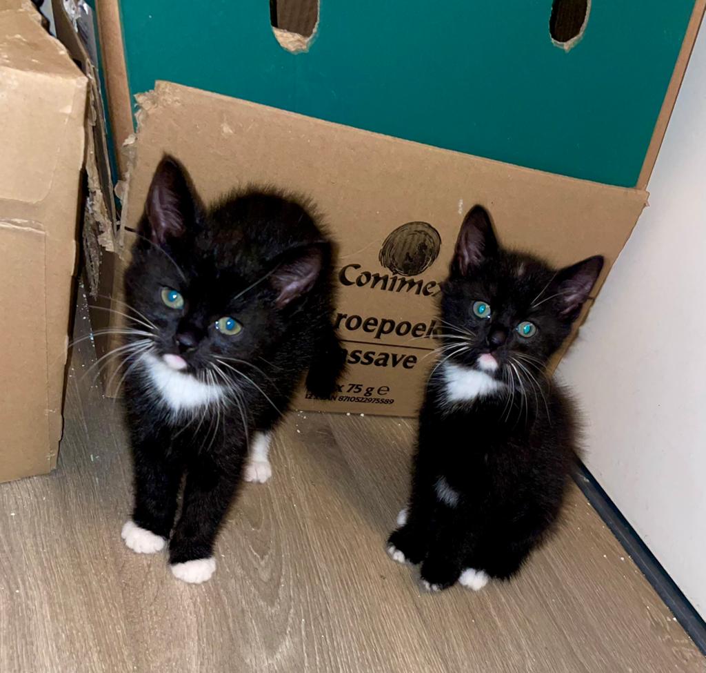 Kittens, Dieren en Toebehoren, Meerdere dieren, Kortharig, 0 tot 2 jaar