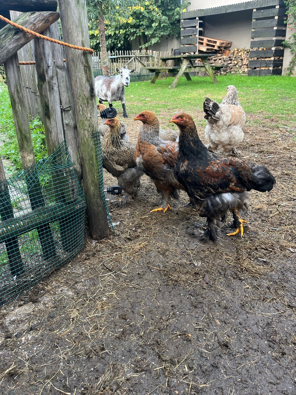 Jonge Brahma hanen meerzomig blauwpatrijs, Dieren en Toebehoren, Mannelijk, Kip