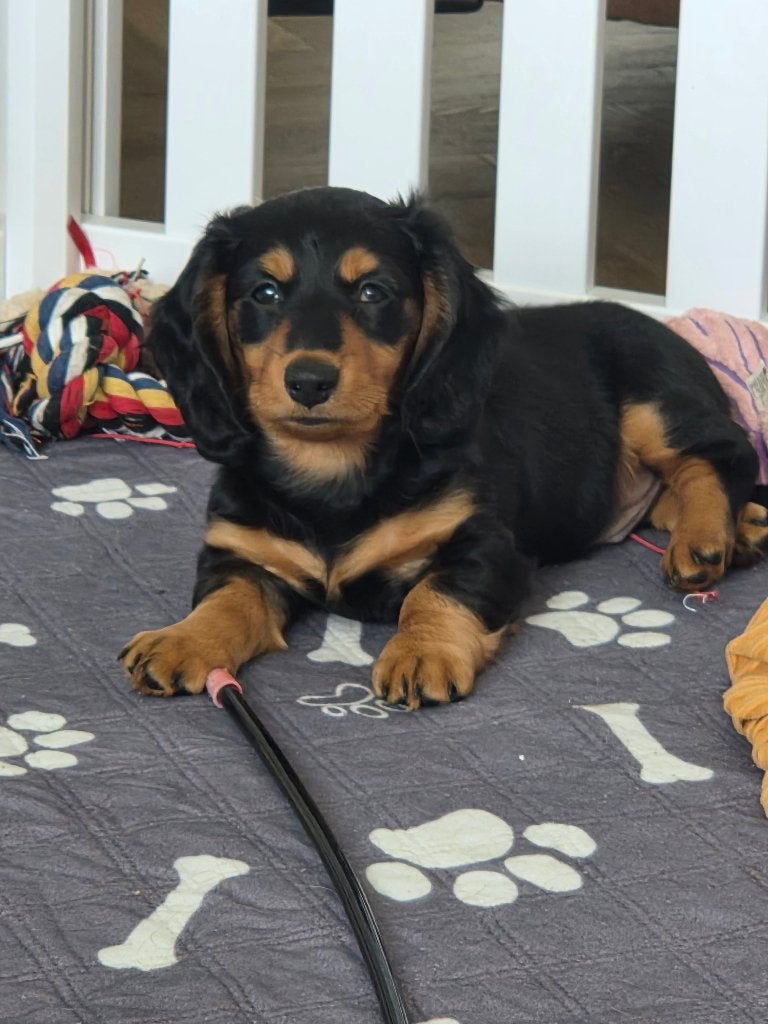 Teckel pups, CDV (hondenziekte), België, Standaard, Particulier