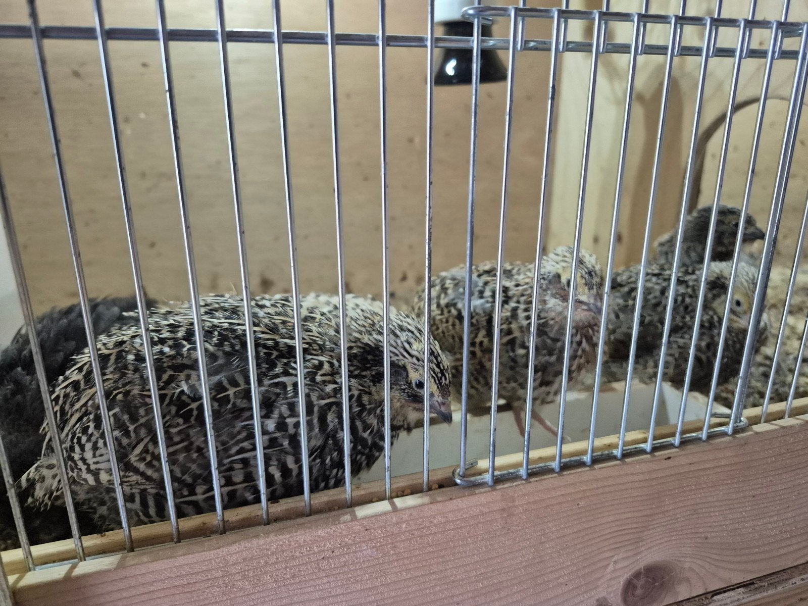 9 kuikens van Freckled italians (japanse kwartel), Dieren en Toebehoren, Pluimvee, Geslacht onbekend, Overige soorten