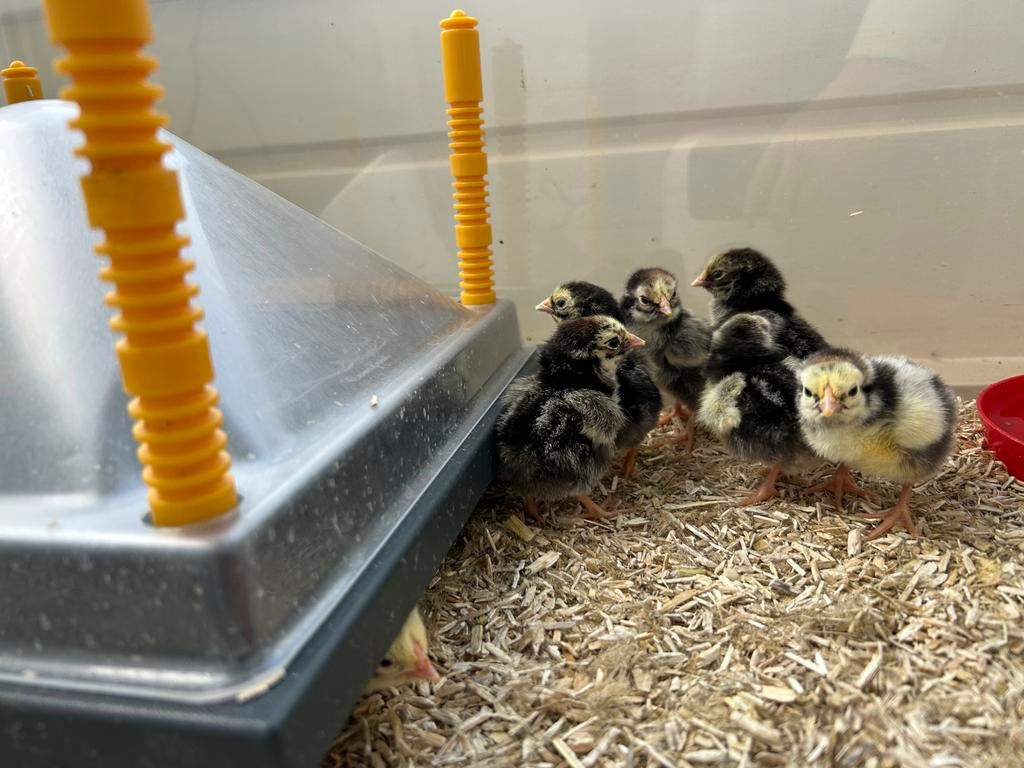 Wyandotte kriel kuikens zilver-zwart gezoomd, Dieren en Toebehoren, Pluimvee, Kip, Geslacht onbekend