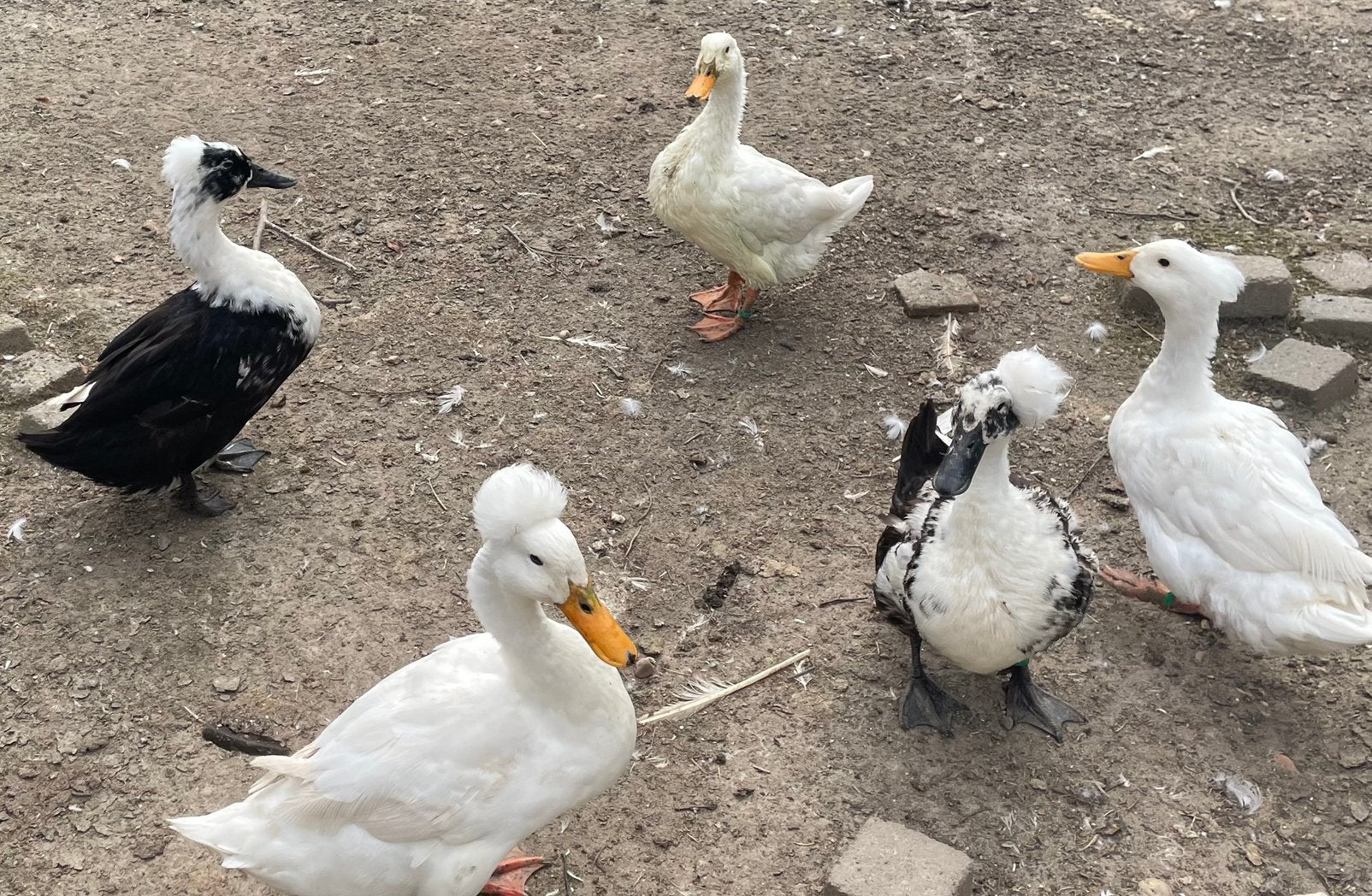 Ganzen en kuifeenden, Dieren en Toebehoren, Meerdere dieren, Gans of Zwaan